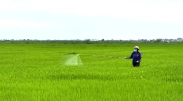 إجراءات استباقية لمكافحة الآفات والأمراض في محاصيل الأرز الشتوية والربيعية